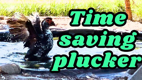 I was skeptical about a drill bit feather plucker| #budget friendly & time saving👍