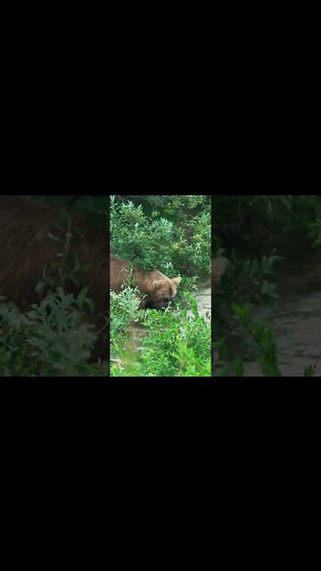 Grizzly Bear Encounter Katmai National Park Alaska #kovaction #packyourbag #bears #shorts