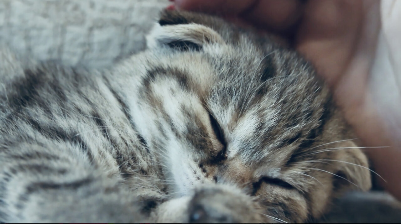 Cute cat
