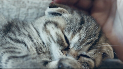 Cute cat