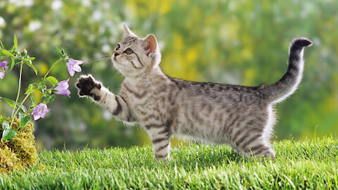 Cats and cucumbers: laugh from your heart