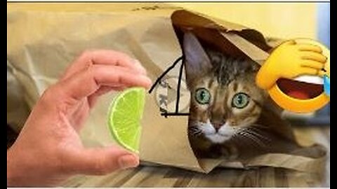 Funniest animals 2023 🐱 Funny and Fails Pets Video 😂 #1