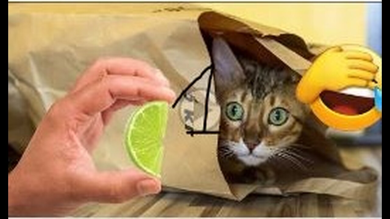 Funniest animals 2023 🐱 Funny and Fails Pets Video 😂 #1
