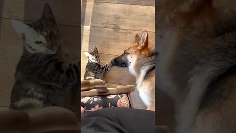 Dangerous German Shepherd locked in epic battle with wild cat