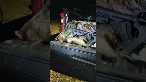 Thermal hog hunt with Accufire Incendis, fast sausage in TX.