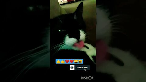Gato Bartolomeu Tunico 😺