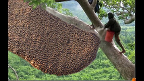 Primitive Technology Amazing Catch A Giant HoneyBee For Food On The Big Tree