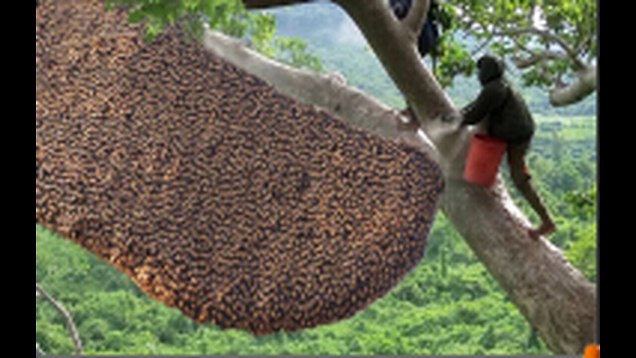 Primitive Technology Amazing Catch A Giant HoneyBee For Food On The Big Tree