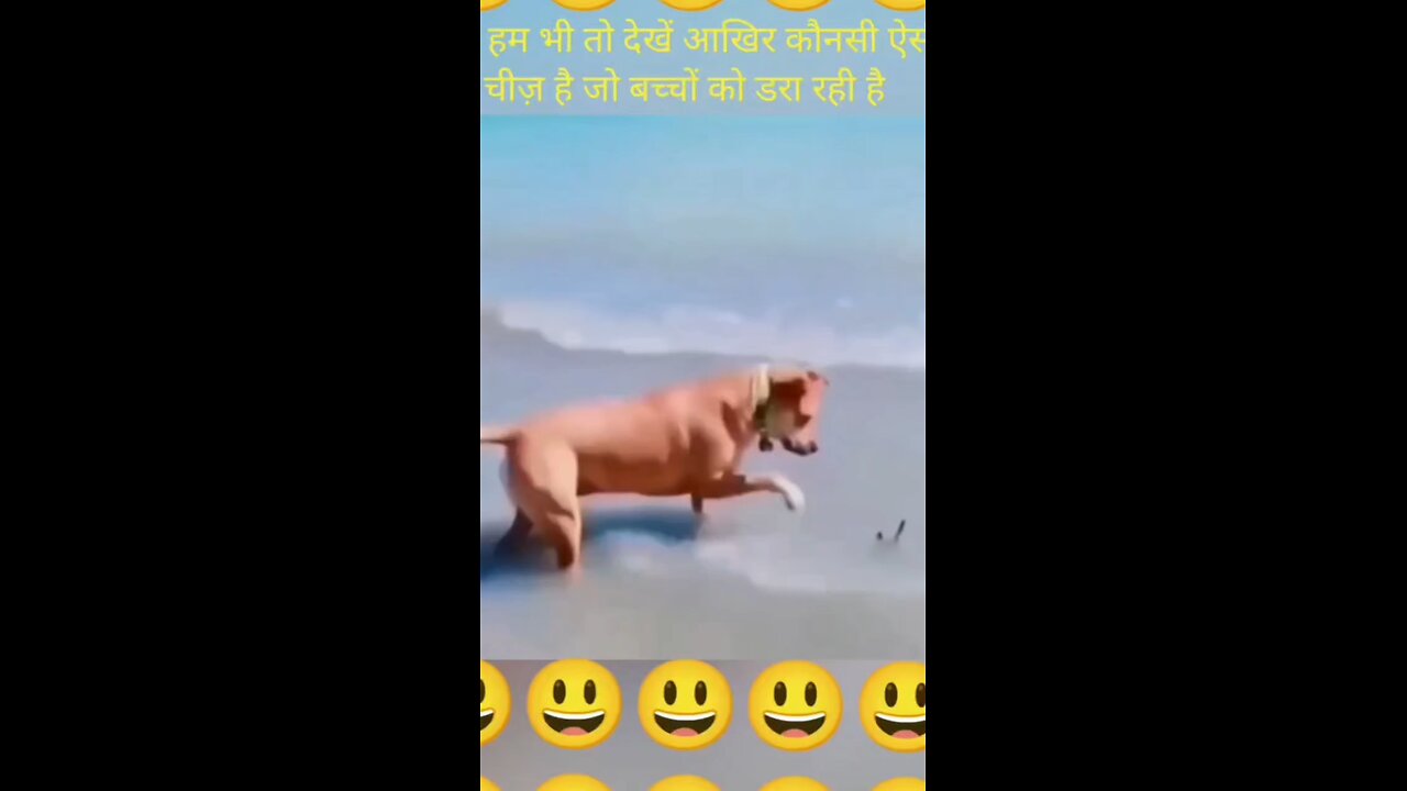 Kutta dar gya 🤣🤣🤣