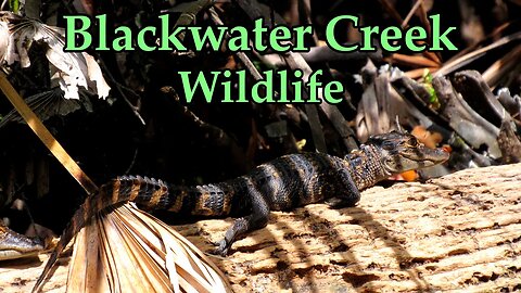 Seminole Forest Kayaking and Wildlife