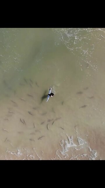 Surfer tries to find a way to exit shark filled waters
