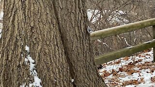 Nuthatch James Gardens Toronto
