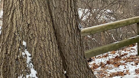 Nuthatch James Gardens Toronto