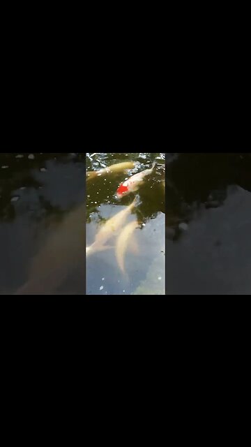 Beautiful fatty colourful fishes #fish #nature