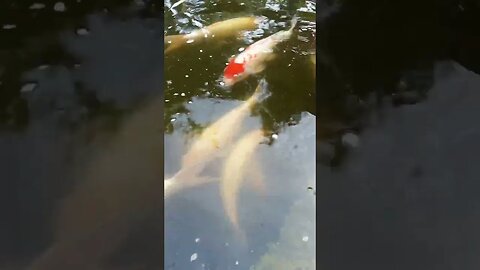 Beautiful fatty colourful fishes #fish #nature