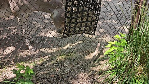 my day hanging out with animals at the zoo