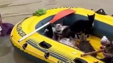 Man is rescuing cats from a flooded area.