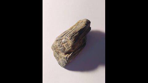 Petrified tree?