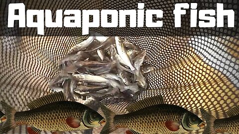 Aquaponic system Renovation part 21 (adding more fish to the system) Bluegill,Largemouthbass,catfish