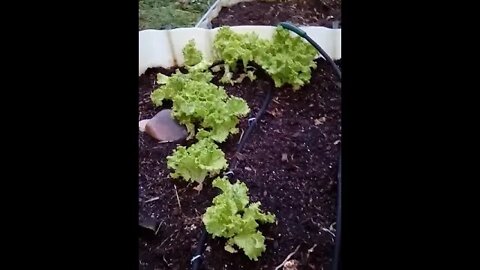 No. 646 – Gardening In The Rain #Shorts
