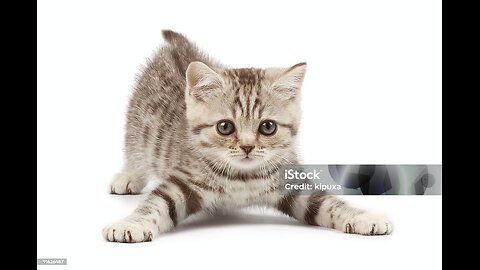 Baby Cats - Cute and Funny Cat Videos Compilation