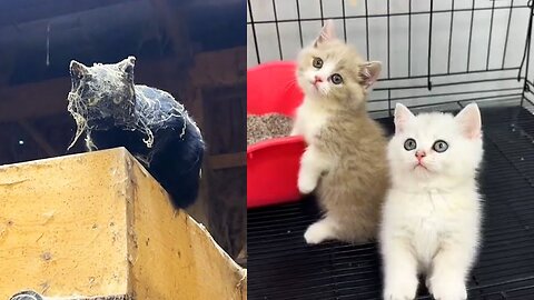 Cutest & Funniest Cats Ever! 😻Ultimate Cat Compilation😄😄