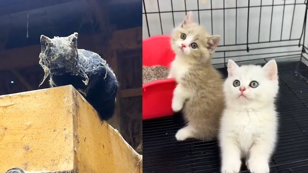 Cutest & Funniest Cats Ever! 😻Ultimate Cat Compilation😄😄
