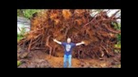 Experts Called Out To Old Tree, Then Take Closer Look At What’s Beneath