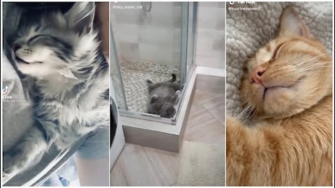 cute cats sleeping |tik tok compilation 2021