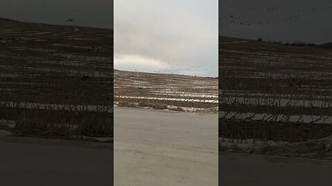 Waterfowl is just FUN to Watch!