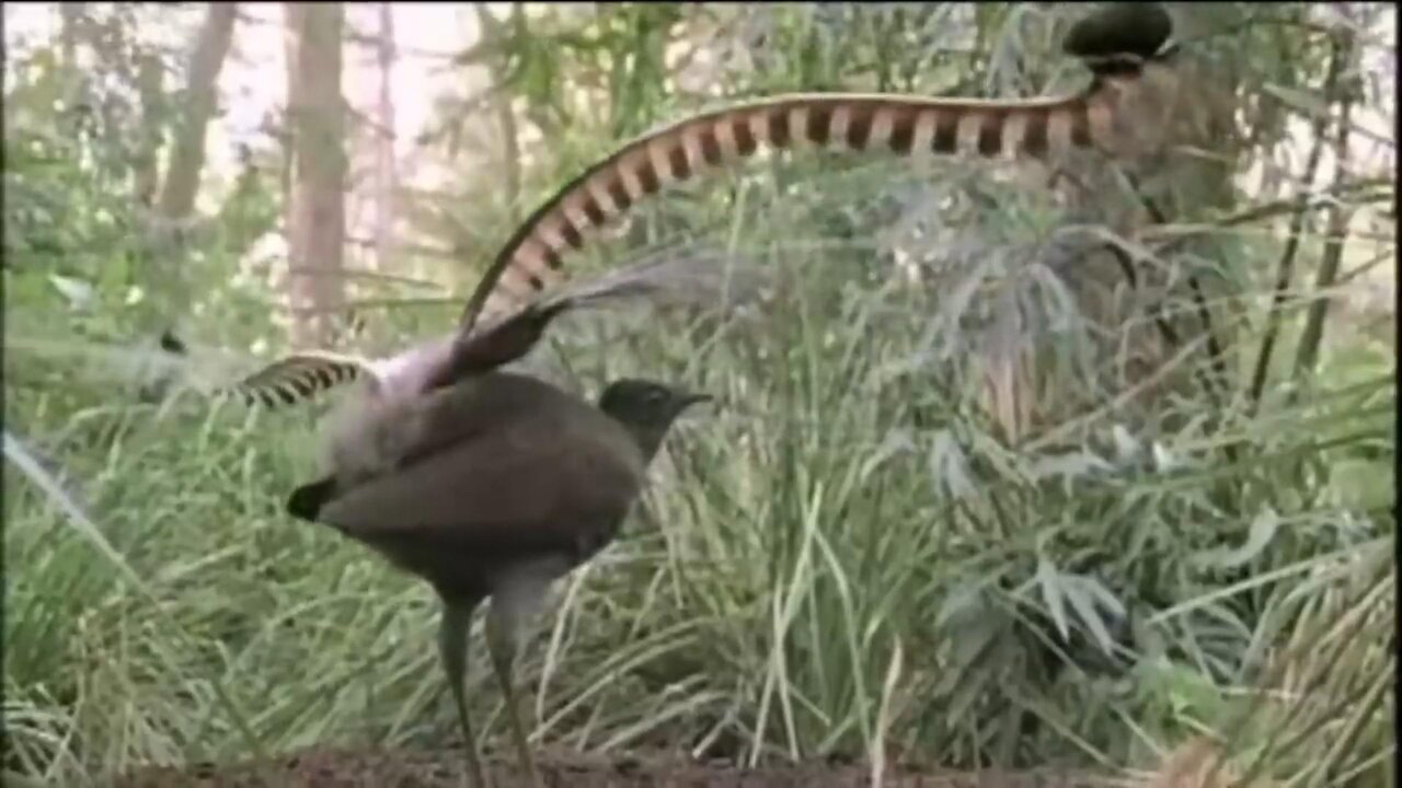 Amazing bird sounds from the Lyrebird /