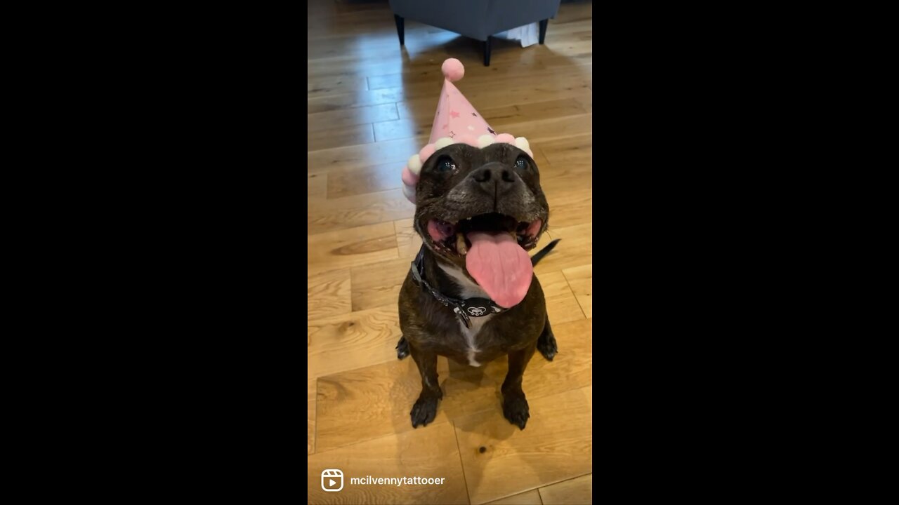 Phillii the Staffy loves her birthday party