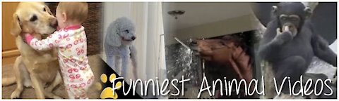 Funny Animal Attack_joy_ __ New Amazing Comedy Video __ Very Funny Video