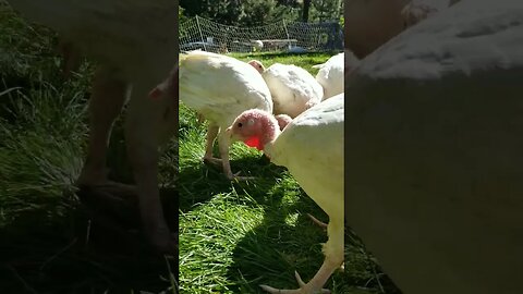 #turkeys #homesteading #homesteadlife #farm #farmlife #farmanimals