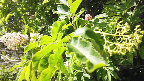 Personal Plant Medicine Segment April - The Elder Tree and It's "Mating" Cycle