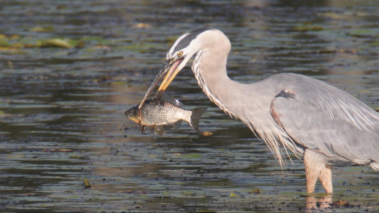 Great Blue Heron 'Surprise Attack', 7/20/2024