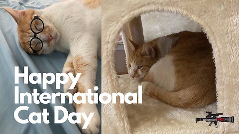 #InternationalCatDay, GARM Folds, Trump Press Conference & Doomer Loomer