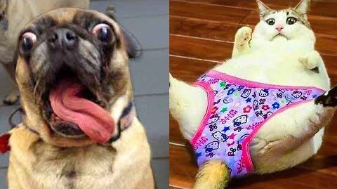Funniest Animals 2023