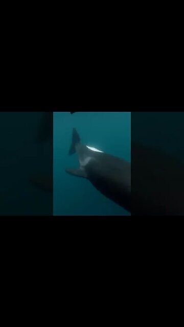 killer whale "orca" slaps rays with its tail