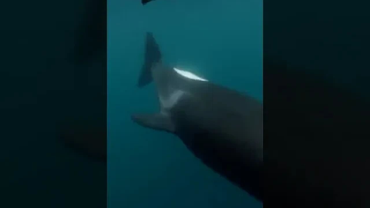 killer whale "orca" slaps rays with its tail