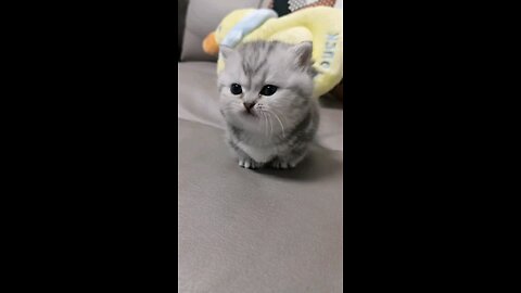 Is Your Cat^^