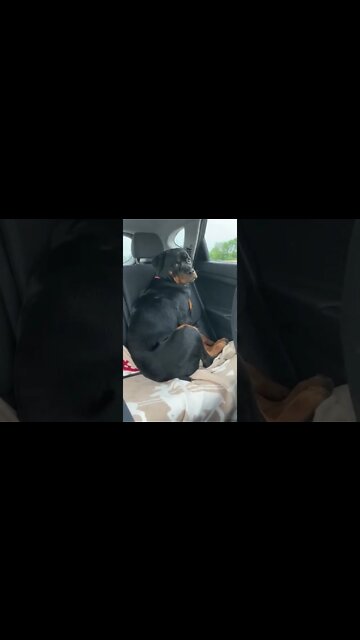 He's never gonna forget this #Shorts #rottweiler #dogs