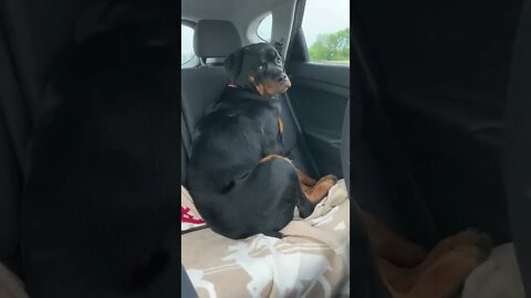 He's never gonna forget this #Shorts #rottweiler #dogs