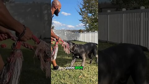 Bond With Your Cane Corso Through Tug! 🐾 ❤️