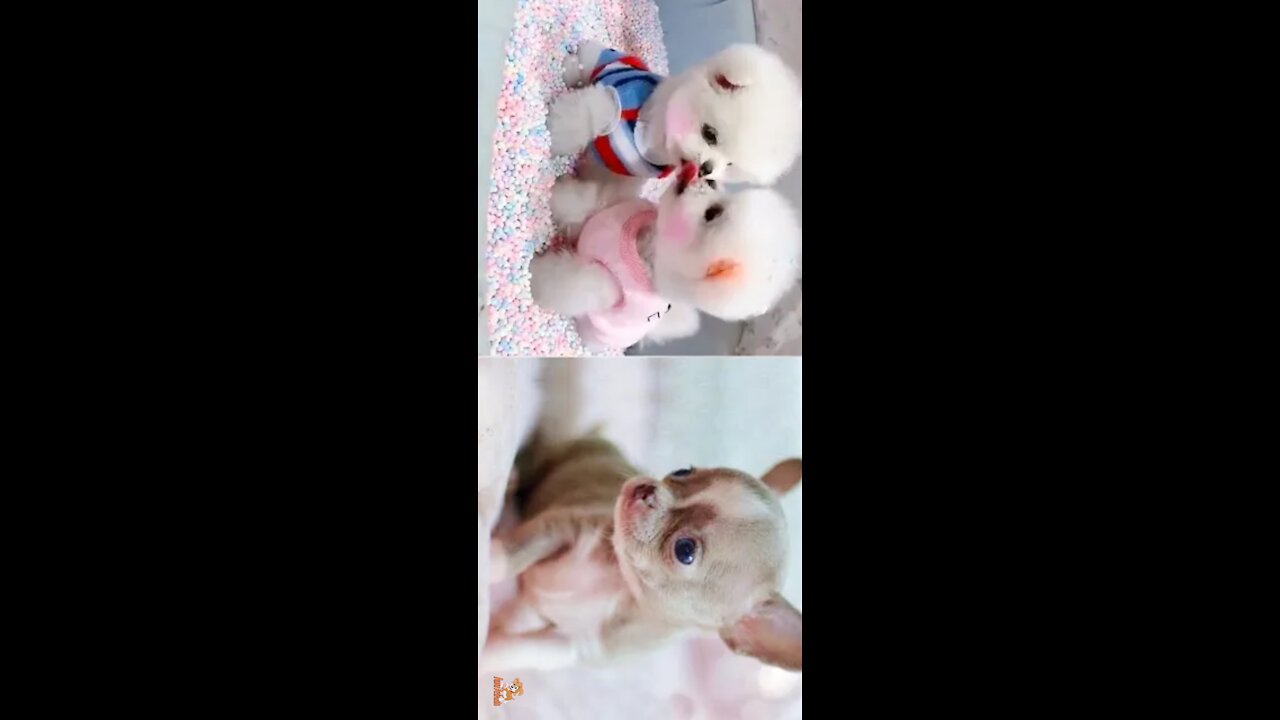 Don't Smile- very cute and funny dogš¤£