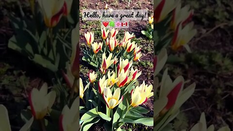 Spring Flower Blossoms | Edwards Gardens | 😍🍀🌸🇨🇦 | Greetings | Uplifting shorts |Journal