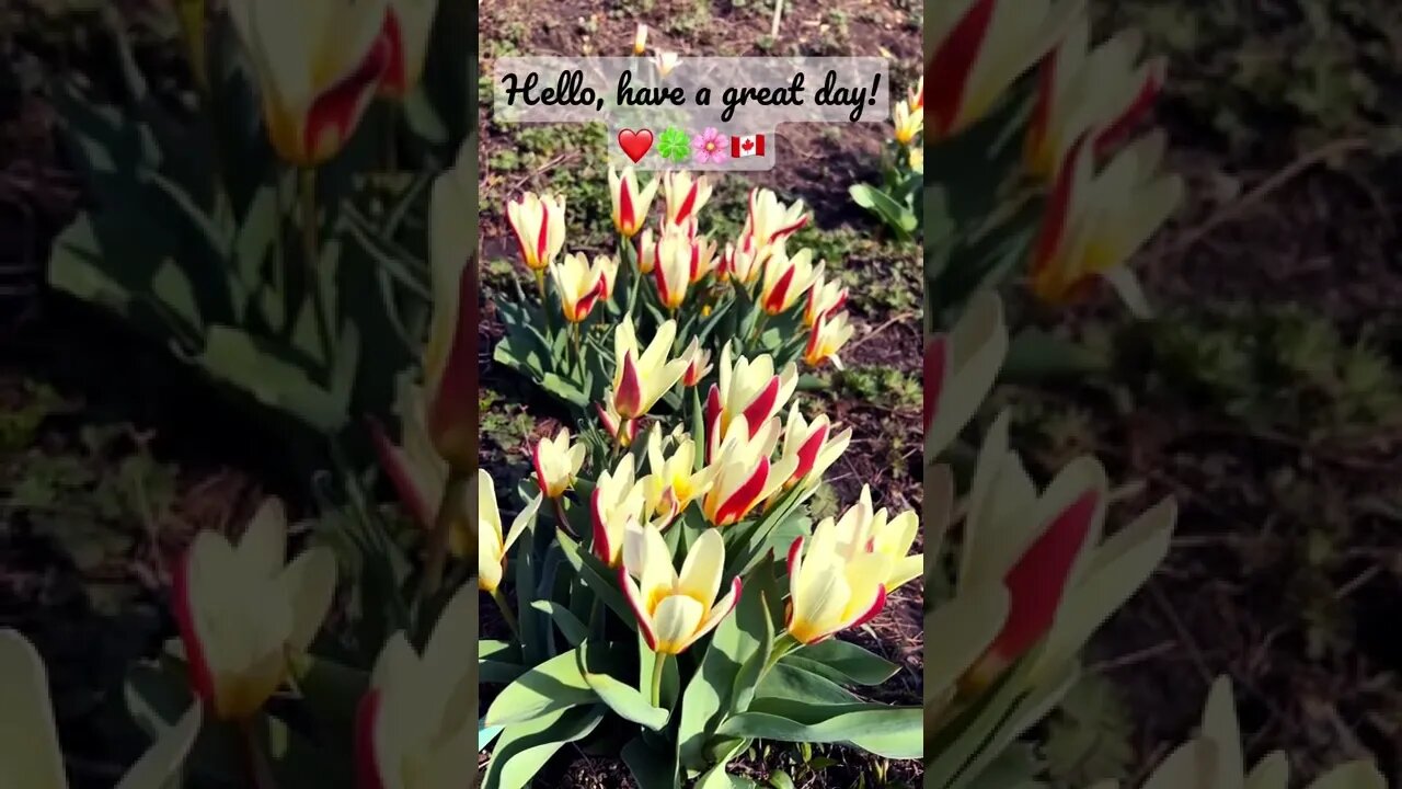 Spring Flower Blossoms | Edwards Gardens | 😍🍀🌸🇨🇦 | Greetings | Uplifting shorts |Journal
