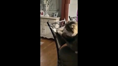 cute cats