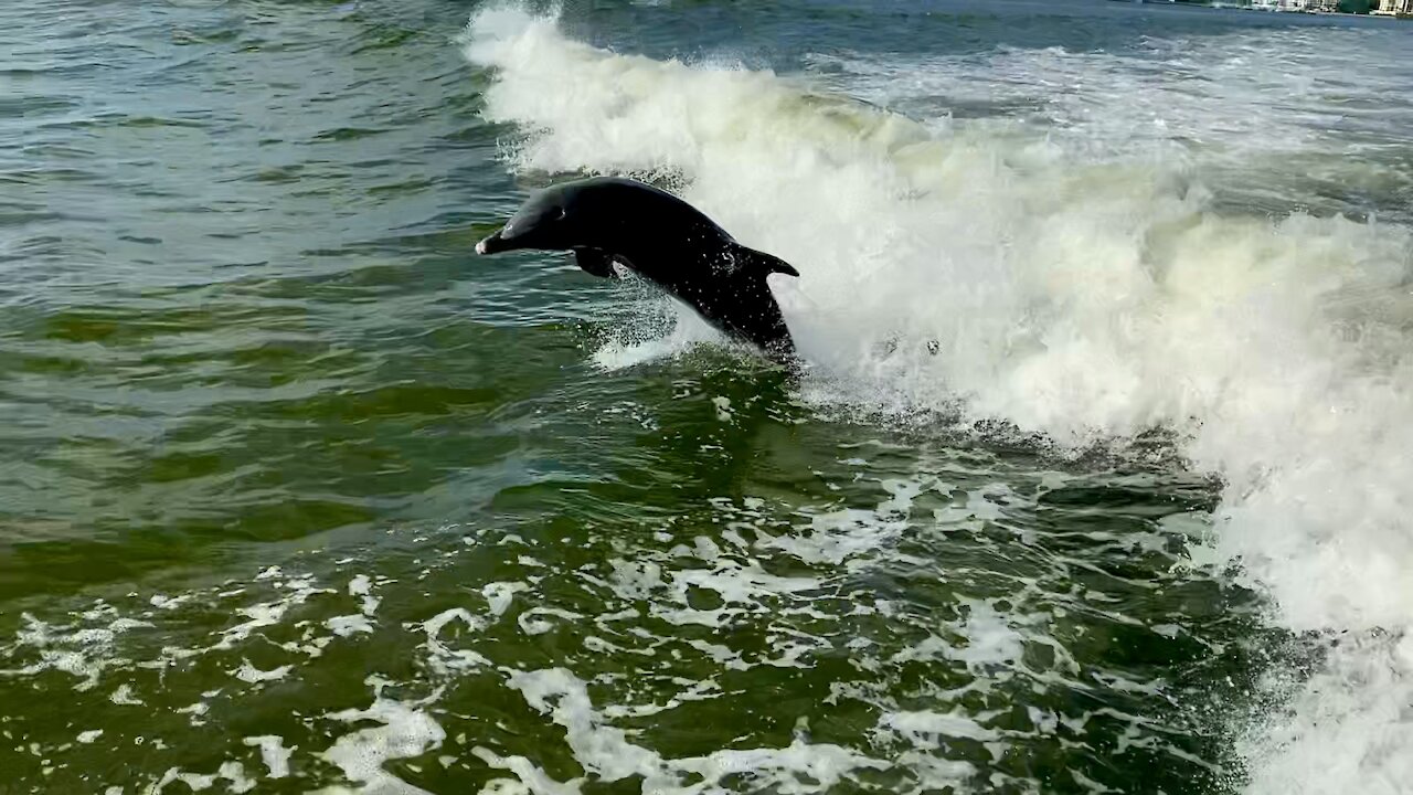 Dolphin Cruise - Clearwater, FL