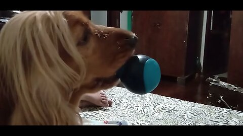 #dogshow, #amimals, #dogs, #shorts